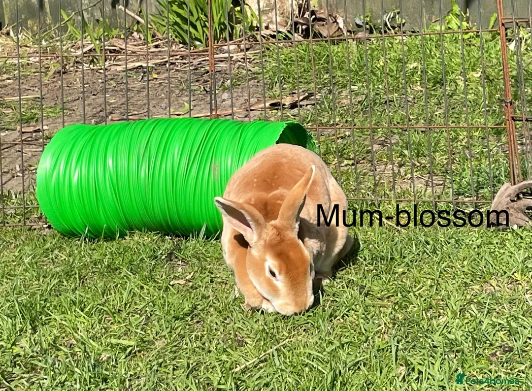 Rex rabbits for sale: 5 week old pure mini Rex💖💙 - Advert 2