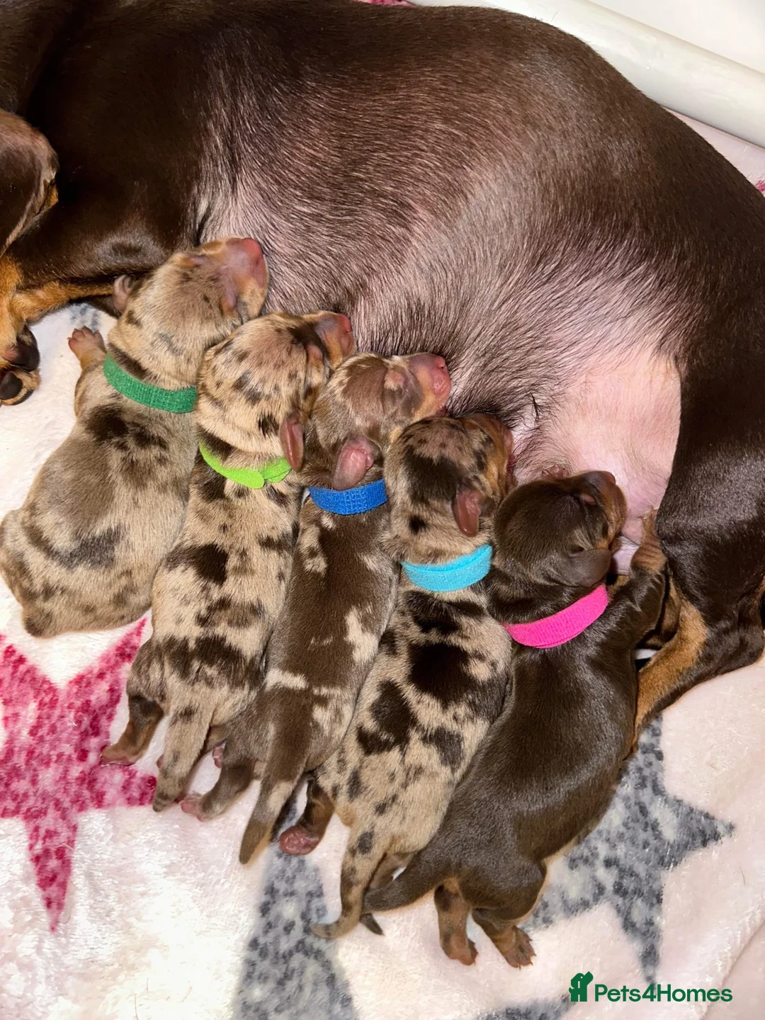 Miniature Dachshund dogs for stud: SLICE - Super Chocolate Dapple Miniature Stud in Dalry - Advert 4