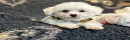 Bichon Frise dogs for sale: Stunning kc registered bichon frise pups  - Advert 5