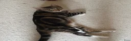Mixed Breed cats for sale: Brown Tabby cat up for adoption!<3 in Oxford - Advert 10