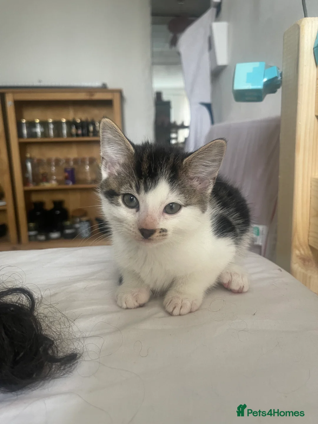 Mixed Breed cats for sale: lovely kittens  in London - Advert 11