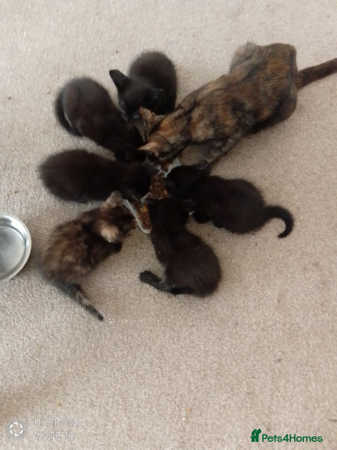 Mixed Breed cats for sale: Kittens - Image 1