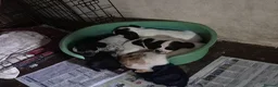 Cocker Spaniel dogs for sale: Cocker spaniel boys  - Advert 5
