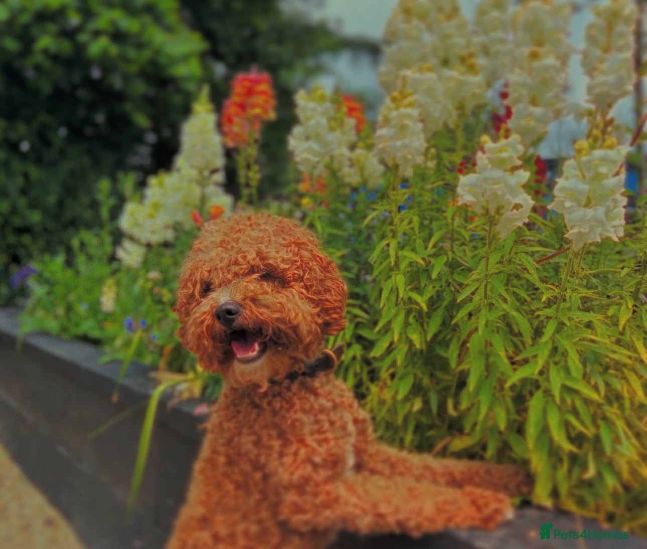 Cavapoo dogs STUD DOG Rupert Bear the Cavapoo - Advert 3