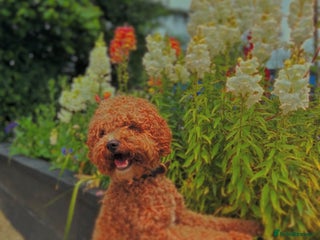 Cavapoo dogs - Advert 1