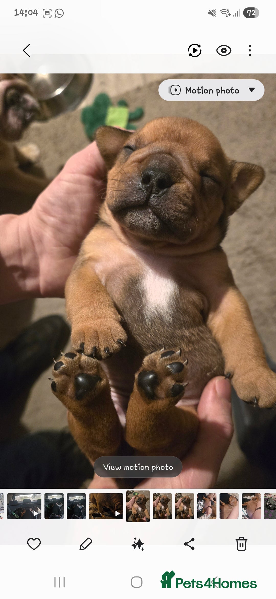 Mixed Breed dogs for sale: New england bulldogs  - Advert 10