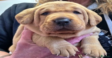 Labrador Retriever dogs Beautiful KC Fox Red Labradors  - Advert 14