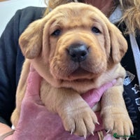 Labrador Retriever dogs Beautiful KC Fox Red Labradors - Advert 14