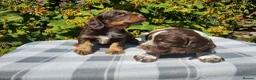 Cocker Spaniel dogs for sale: Cocker Spaniel Puppies  - Advert 25