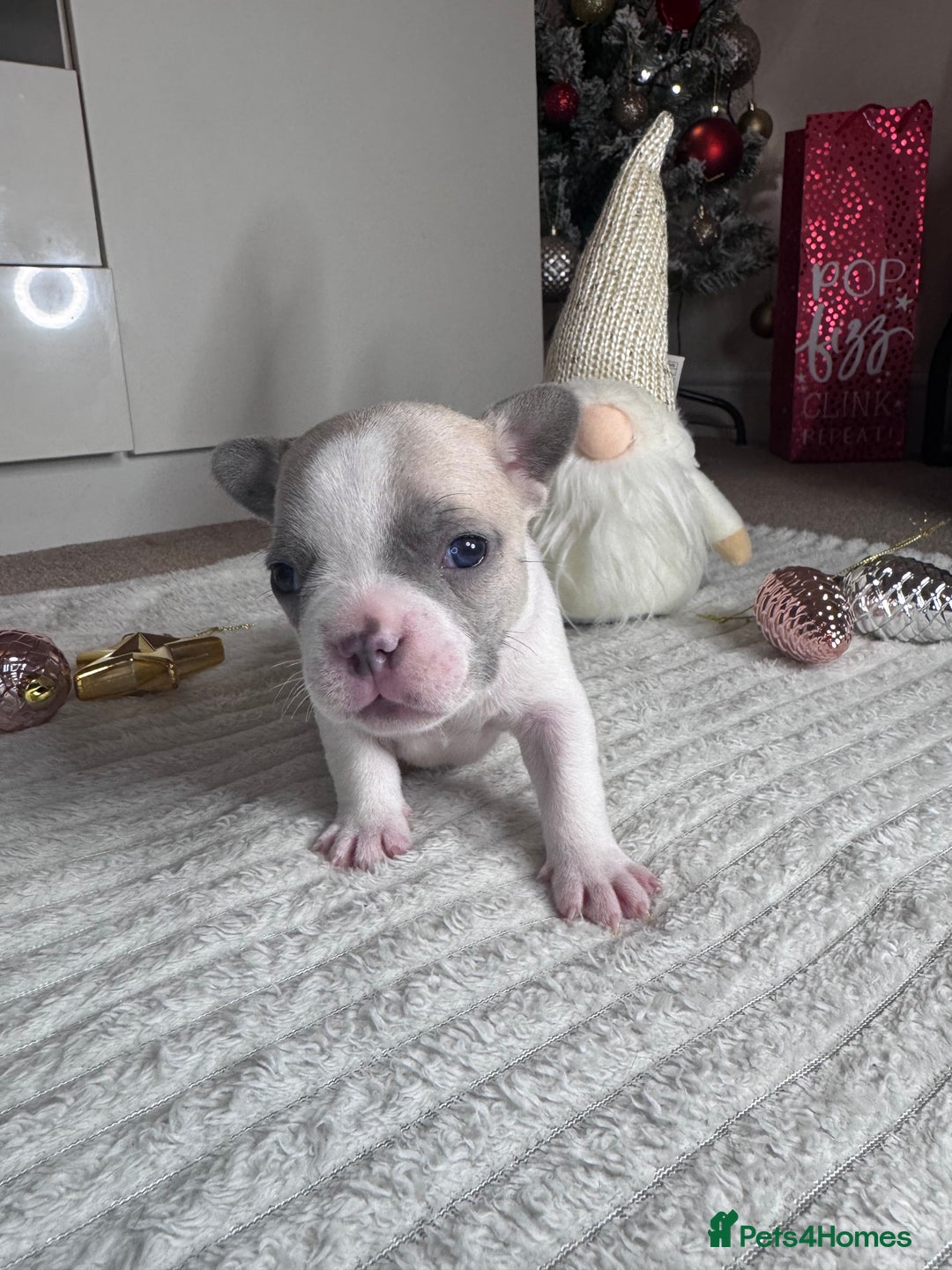 French Bulldog dogs for sale: French Bulldog puppies for sale  - Advert 12