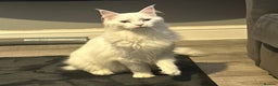 Maine Coon cats for sale: tica Reg white maine coon - Advert 1