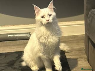 Maine Coon cats tica Reg white maine coon - Advert 15