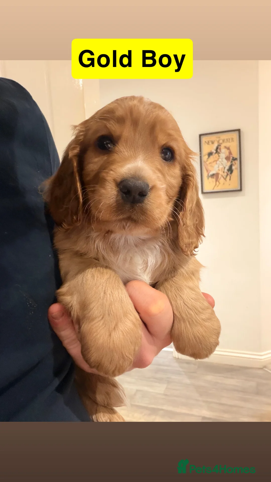 Cockapoo dogs for sale: Cockapoos  - Advert 13