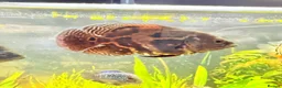 Cichlids fish for sale: Oscar Fish - Advert 2