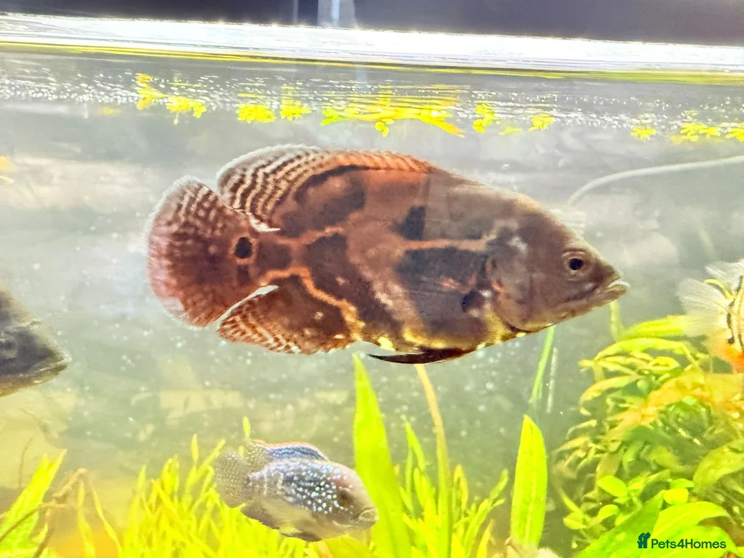 Cichlids fish for sale: Oscar Fish - Advert 2