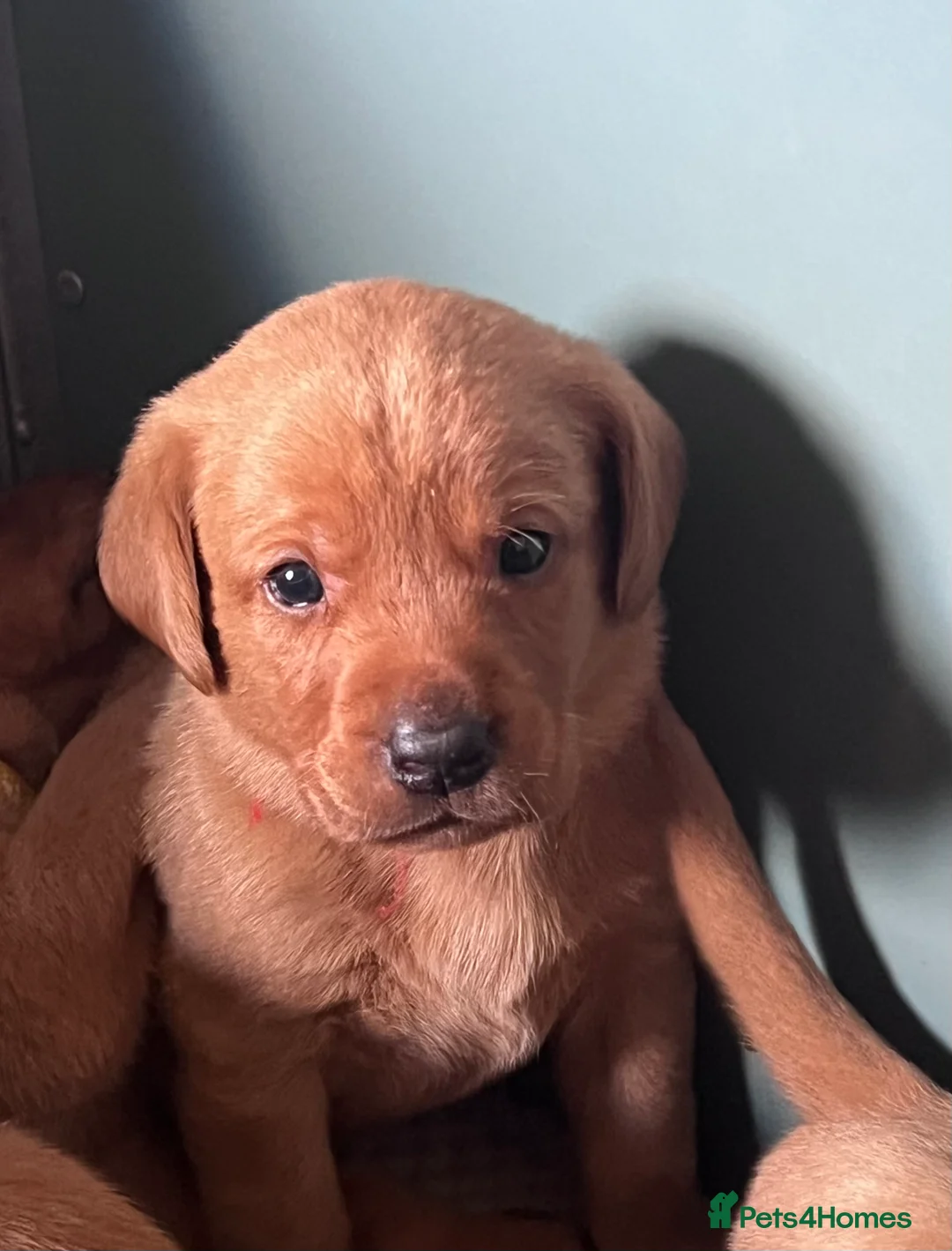 Labrador Retriever dogs for sale: SUPER DARK FOX RED PUPS FROM HEALTH TESTED PARENTS - Advert 1