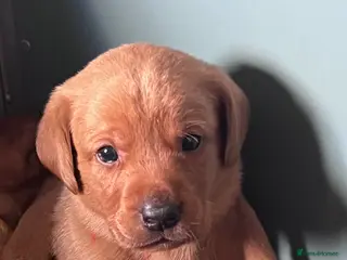Labrador Retriever dogs SUPER DARK FOX RED PUPS FROM HEALTH TESTED PARENTS - Advert 9