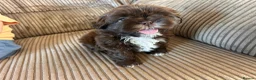 Shih Tzu dogs for sale: Beautiful Friendly imperial shih tzu boy - Advert 11