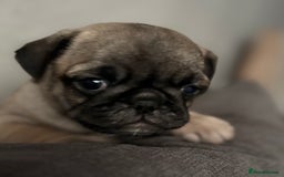 Pug dogs for sale: Puppies - Image 9
