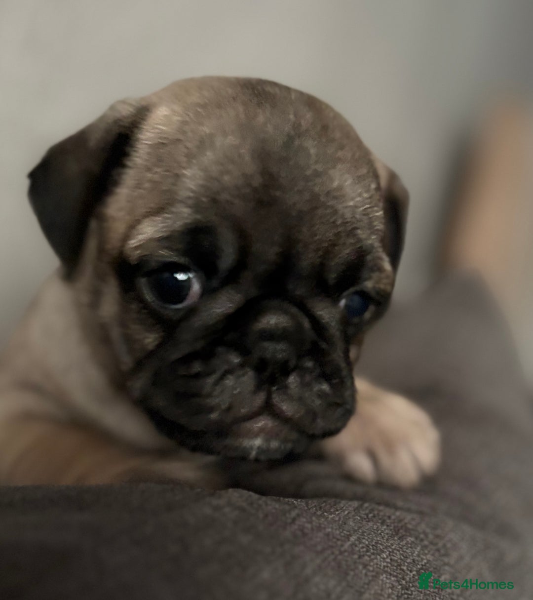 Pug dogs for sale: Puppies - Image 9