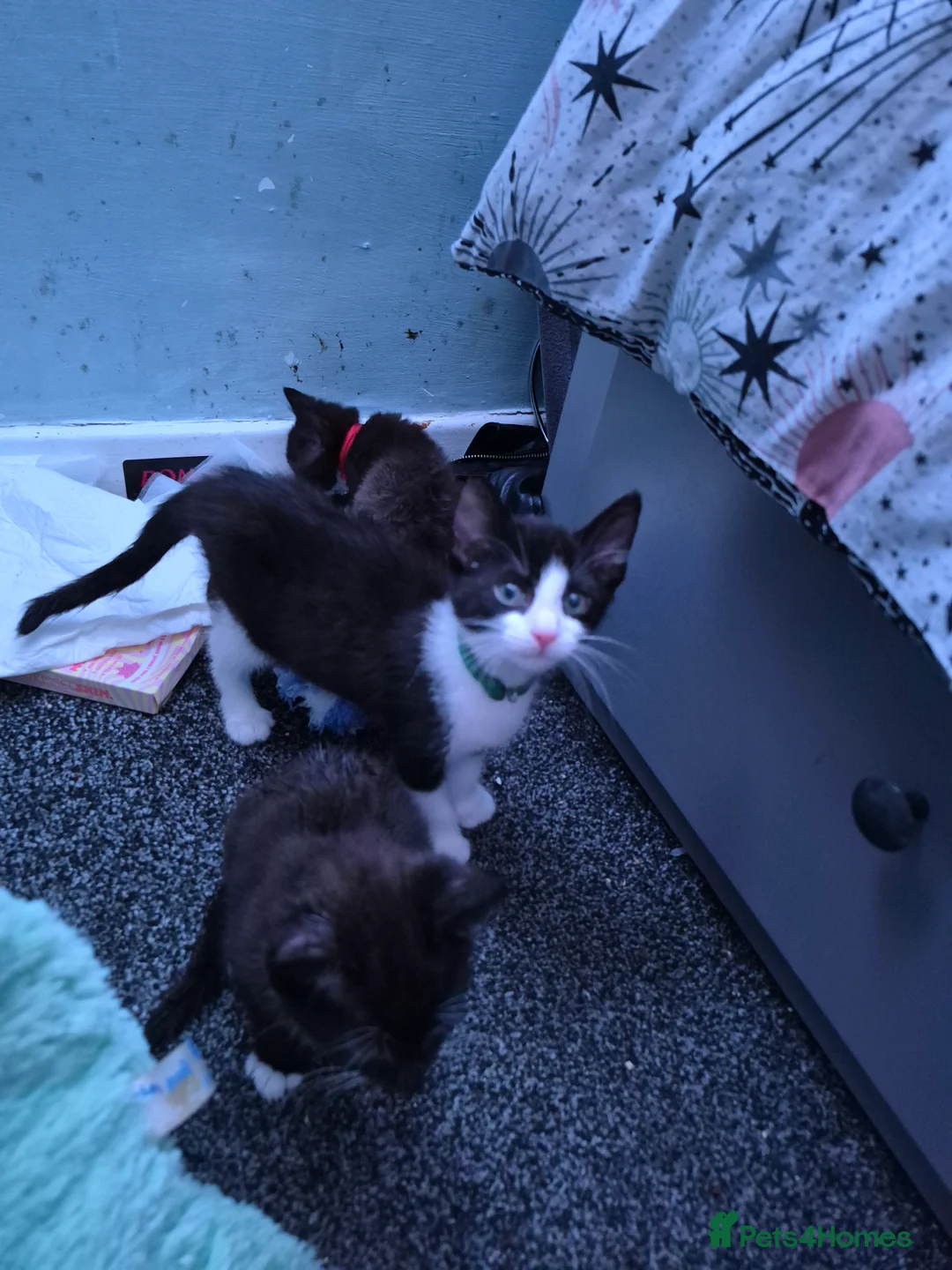 Mixed Breed cats for sale: 2 male breed  kittens - Advert 2