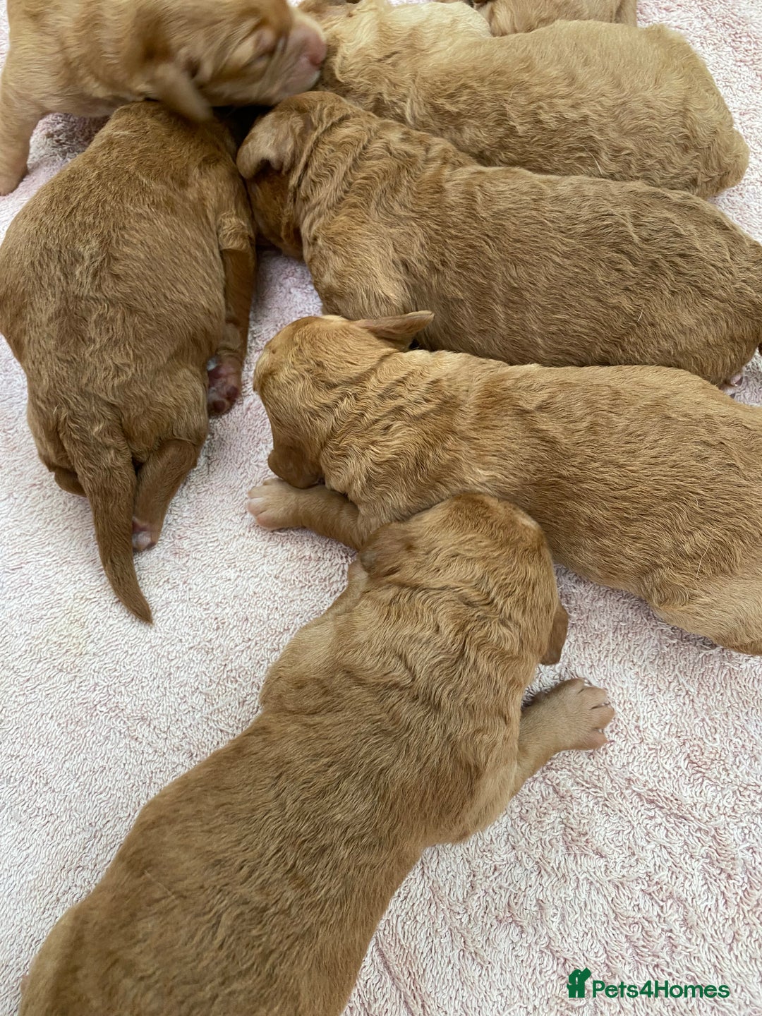 Labradoodle dogs for sale: F1 Red Miniature Labradoodles  - Advert 22