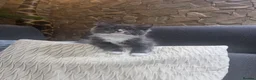 Ragcoon cats for sale: Ready 3 Ragcoons  - Advert 16