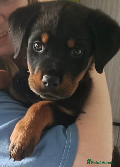 Rottweiler dogs Female Rottweiler  - Advert 14