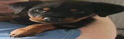 Rottweiler dogs for sale: Female Rottweiler  - Advert 1