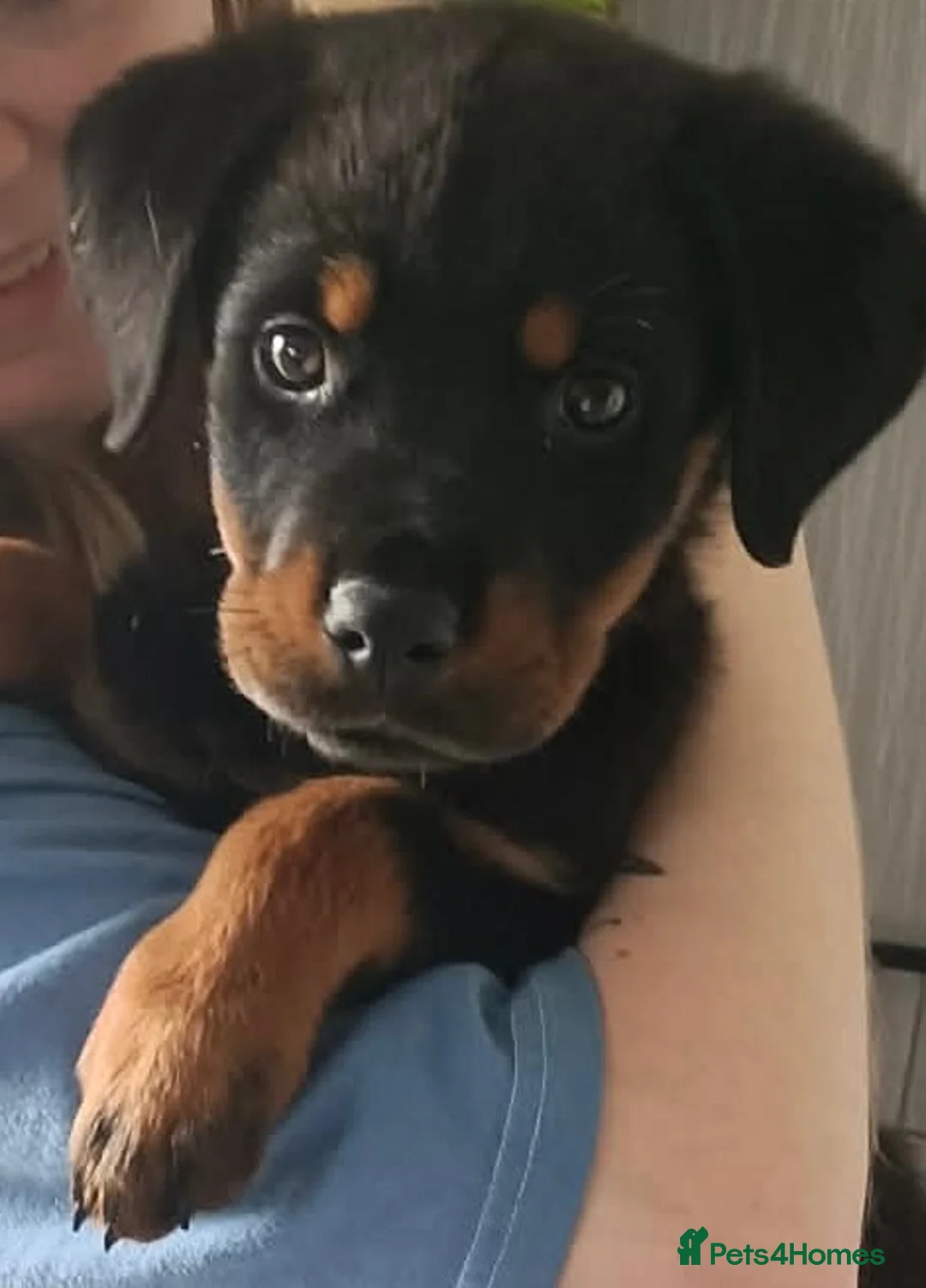 Rottweiler dogs for sale: Female Rottweiler  - Advert 1