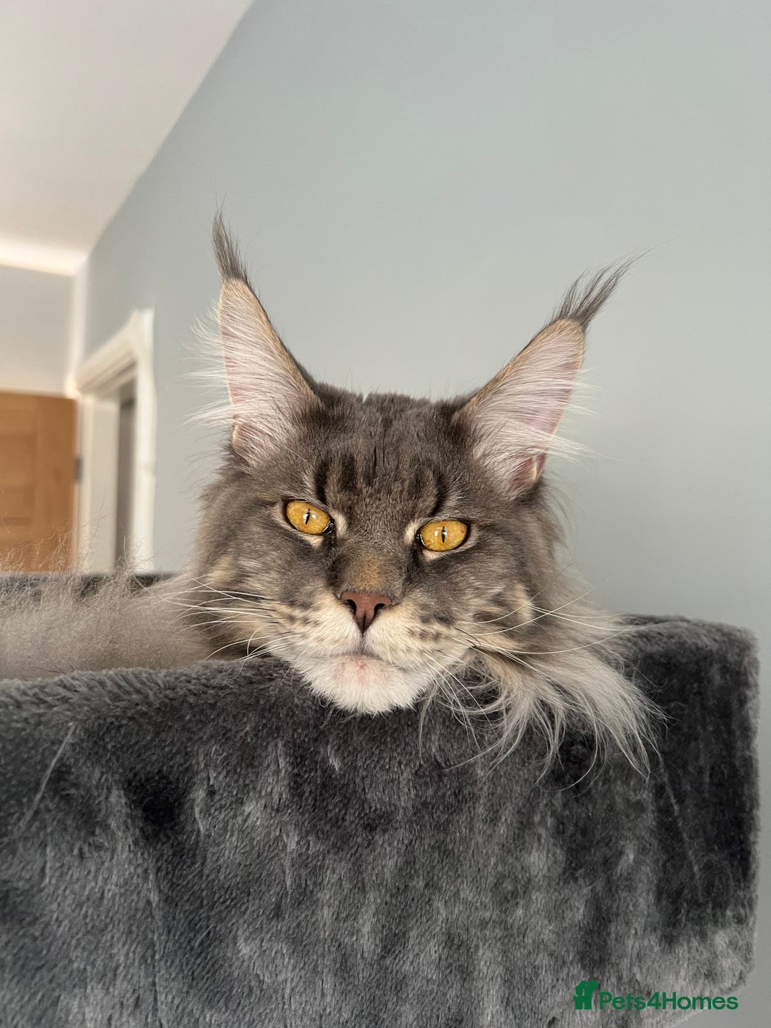 Maine Coon cats for sale: XL RUSSIAN CUBS 🇷🇺💙 - Advert 3