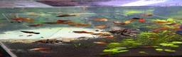 Swordtails fish for sale: Pineapple sword tails  in Keighley - Advert 2