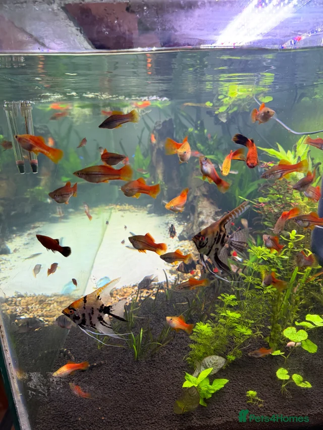 Pineapple sword tails for sale in Keighley | Pets4Homes
