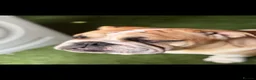 English Bulldog dogs for stud: 🐶 ENGLISH BULLDOG STUD 🐶  - Advert 5