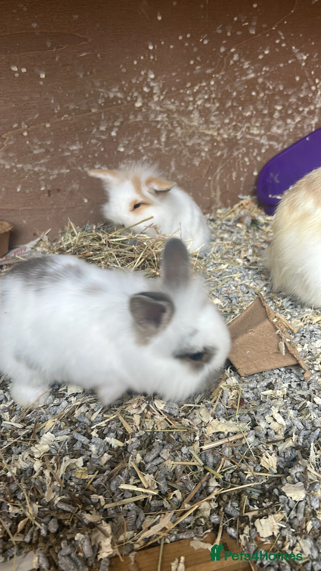 Mixed Breed rabbits for sale: Norwegian dwarf cross mini lionhead  in Berkhamsted - Advert 2