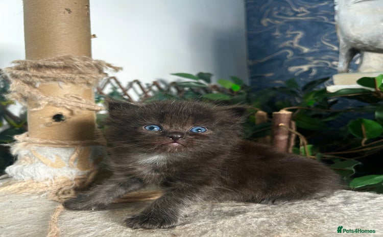 Persian cats - Advert 1
