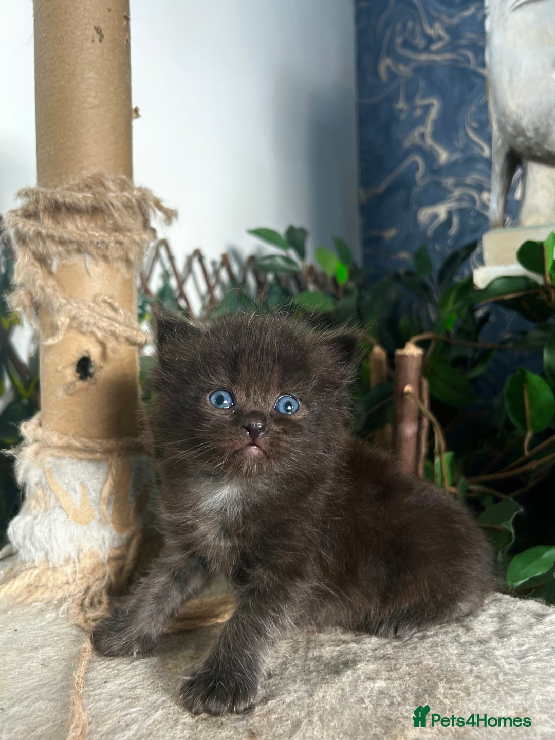 Persian cats for sale: Persian Kittens for Sale 💙✨ - Image 1