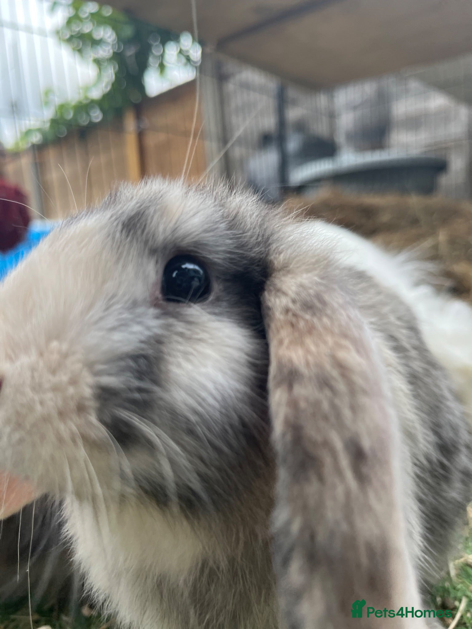 Lionhead rabbits 14 lion head lops ready - Advert 4