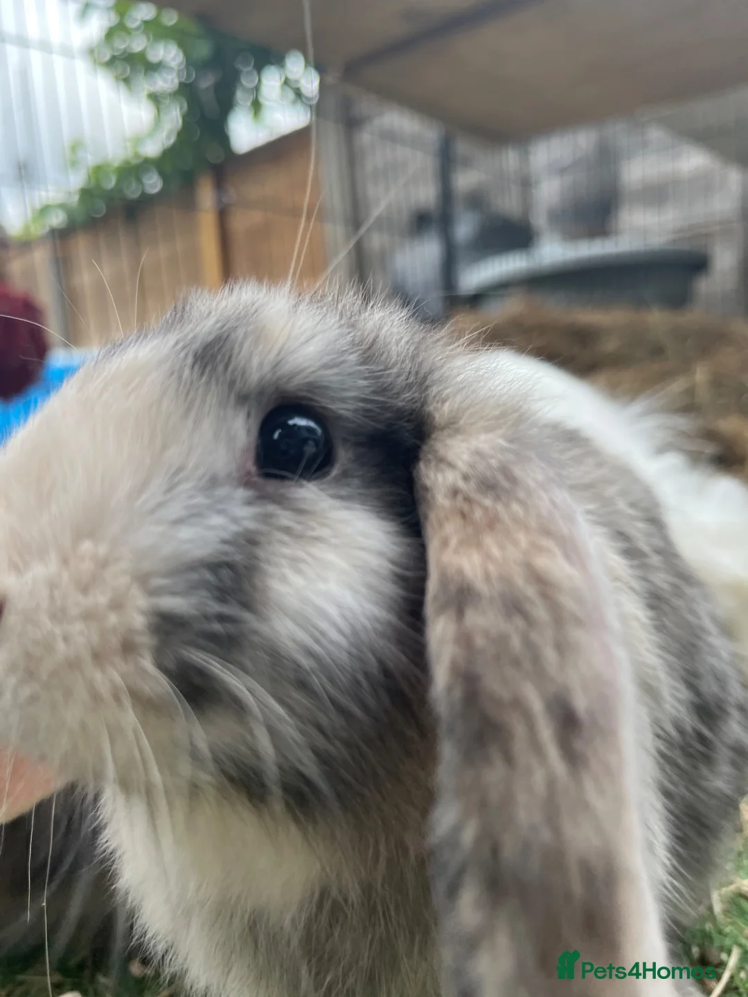 Lionhead rabbits for sale: 14 lion head lops ready - Advert 1