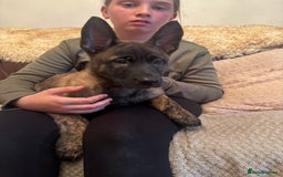 Belgian Shepherd Dog dogs for sale: Dutch herder puppies  - Image 30