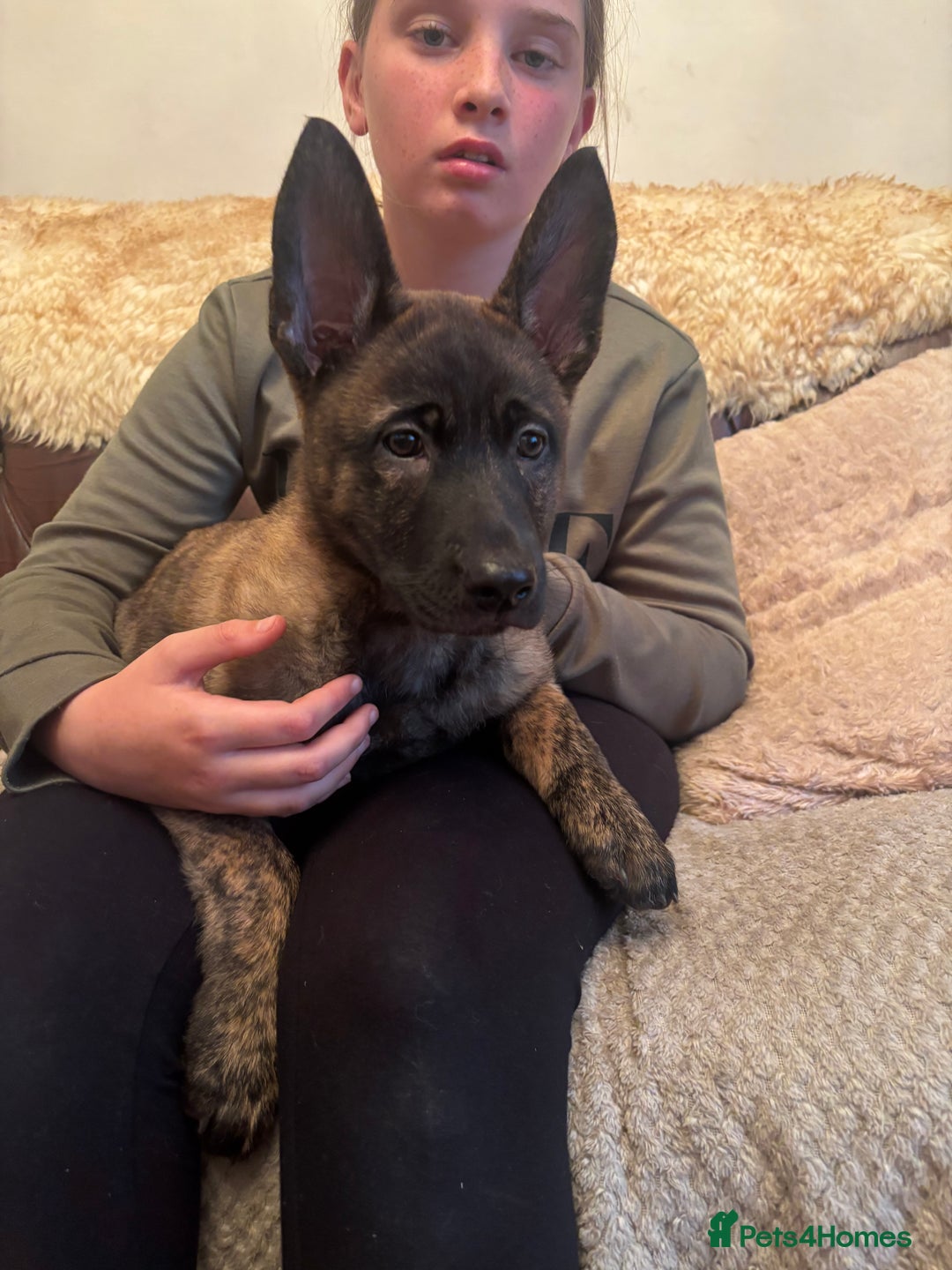 Belgian Shepherd Dog dogs for sale: Dutch herder puppies  - Image 30
