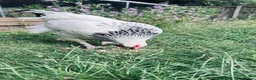 Chickens poultry for sale: Light Sussex Roo - FTGH - Advert 2