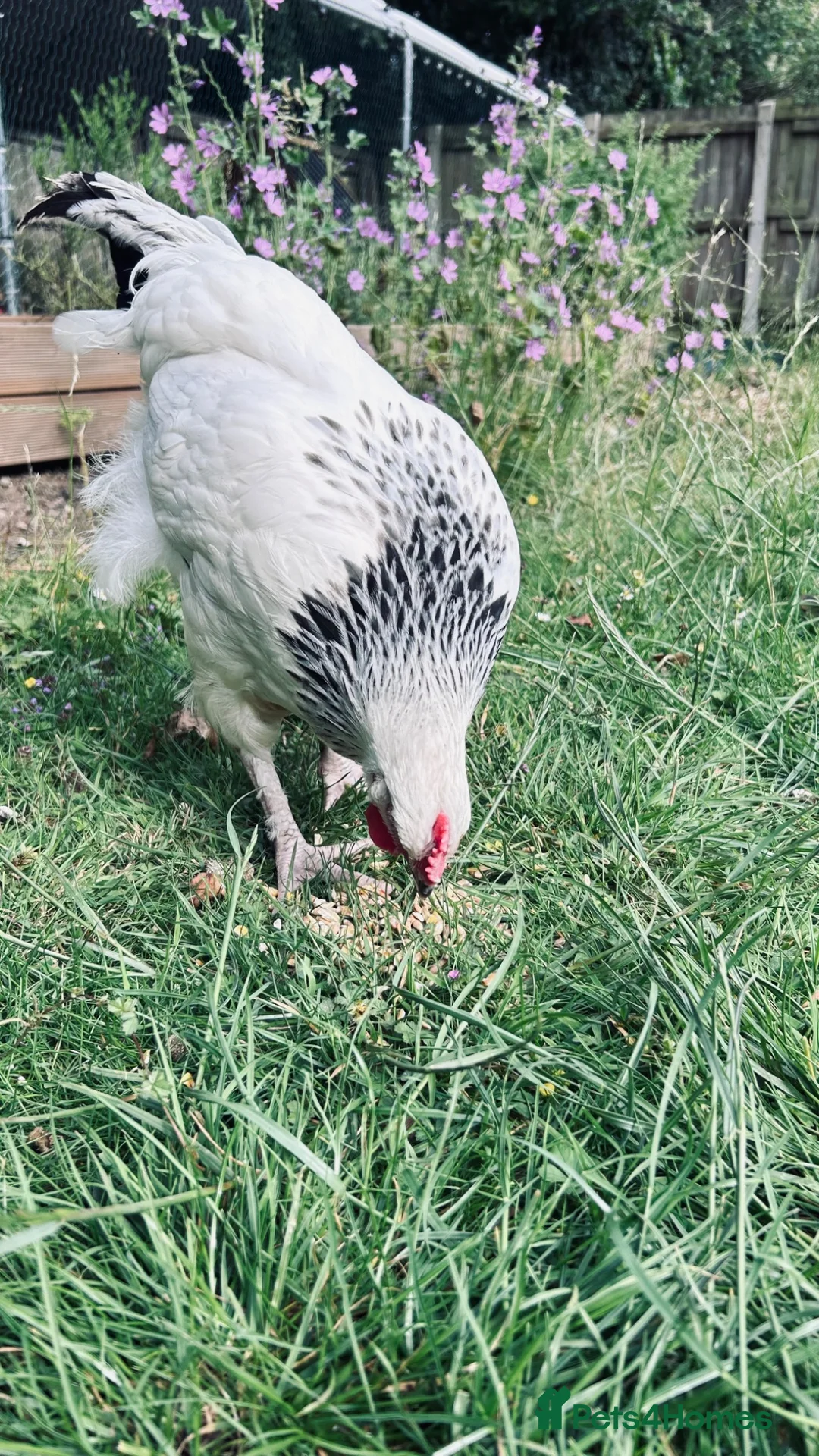 Chickens poultry for sale: Light Sussex Roo - FTGH - Advert 2