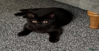 British Shorthair cats - Advert 10