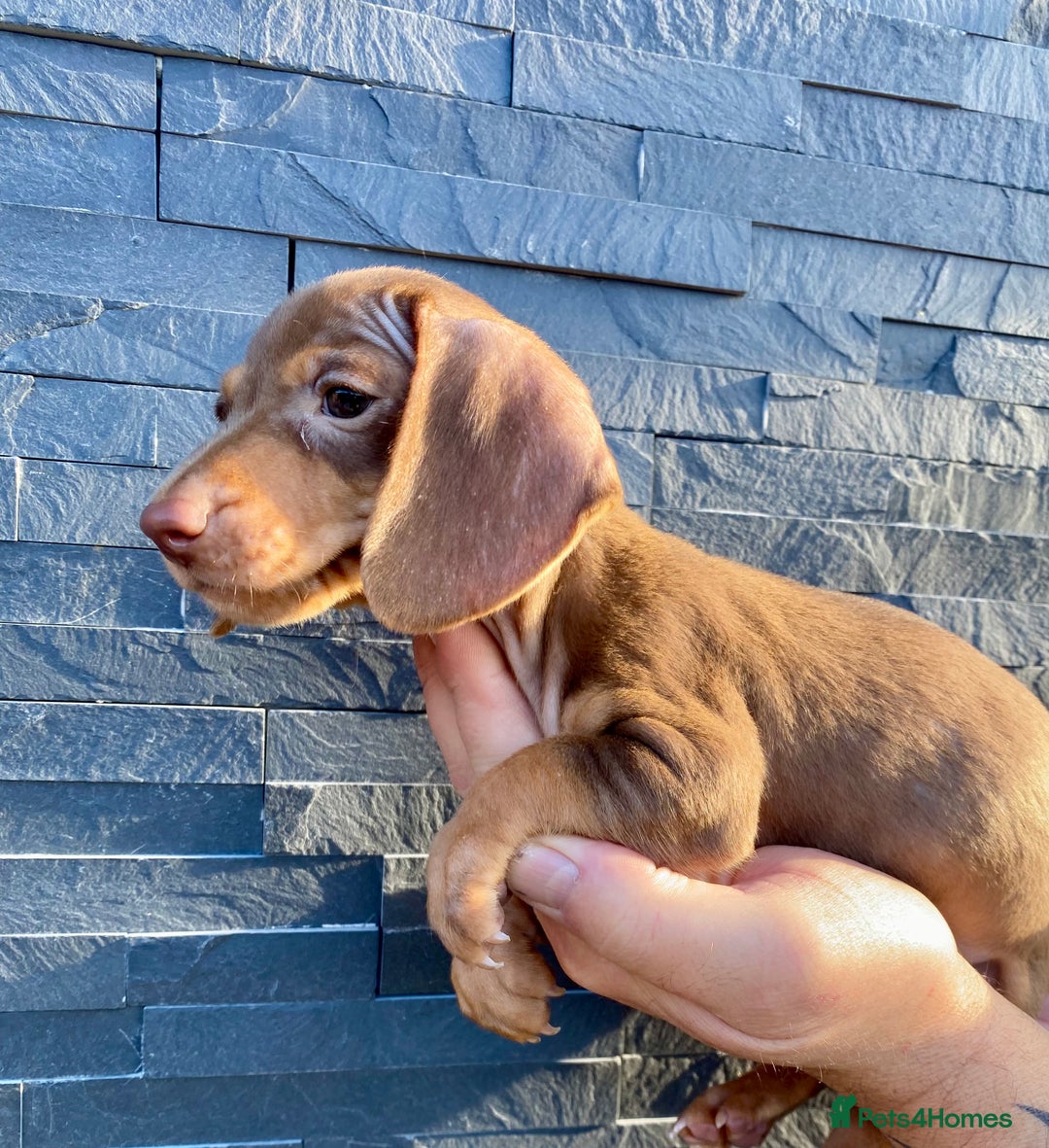 Miniature Dachshund dogs for sale: Miniature dachshunds READY NOW - Advert 15