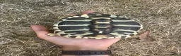 Hermann Tortoise reptiles for sale: Herman Tortoise looking for a new loving home in Southampton - Advert 3