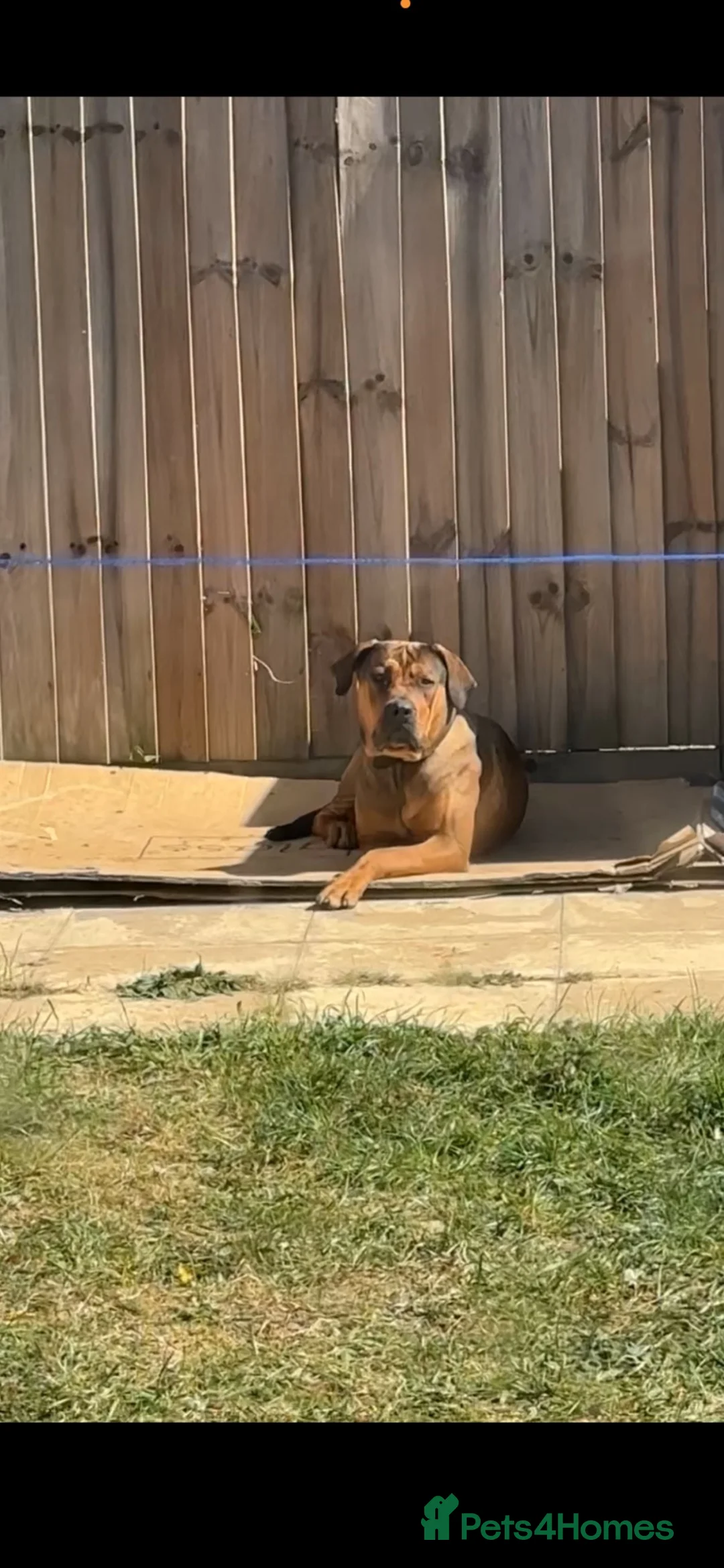 Mixed Breed dogs for sale: CANE CORSO X ROTTWEILER  - Advert 1