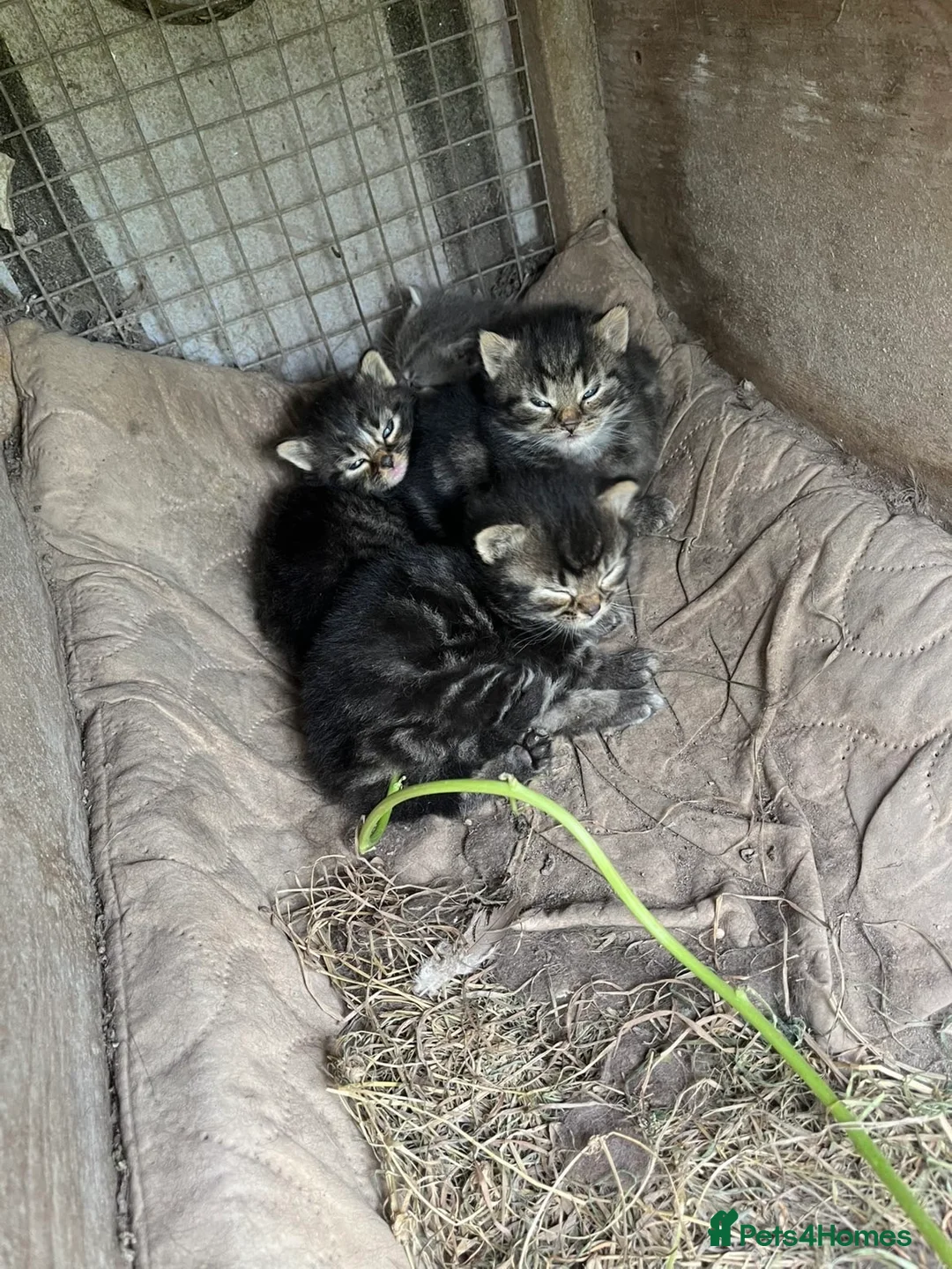 Mixed Breed cats for sale: Adorable kittens looking for postcodes  - Advert 2