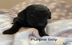 Cockapoo dogs for sale: Stunning F2 Cockapoo puppies fully DNA tested  - Image 8