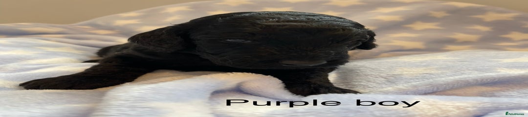 Cockapoo purple collar